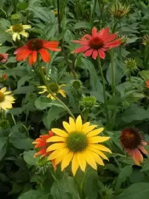 ECHINACEA 'Cheyenne Spirit'