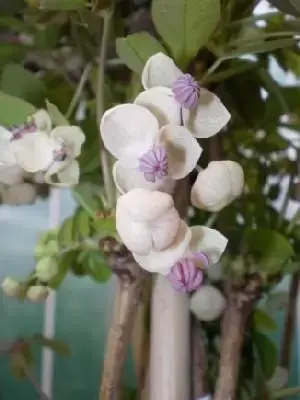 AKEBIA quinata 'Cream Form'