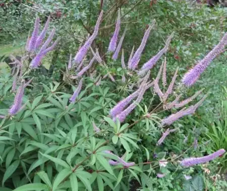 VERONICASTRUM virginicum 'Fascination'