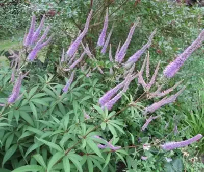 VERONICASTRUM virginicum 'Fascination'