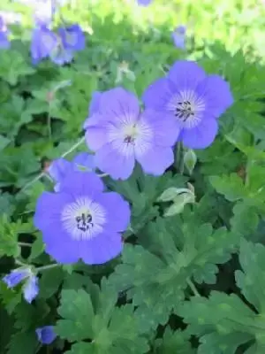 GERANIUM 'Rozanne' - image 1