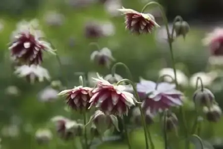 AQUILEGIA vulgaris stellata 'Nora Barlow' - image 1