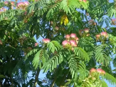 ALBIZIA julibrissin 'Ombrella' - image 1