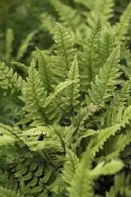 POLYSTICHUM tsussimense - image 2
