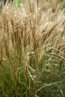 MISCANTHUS sinensis 'Adagio' - image 1