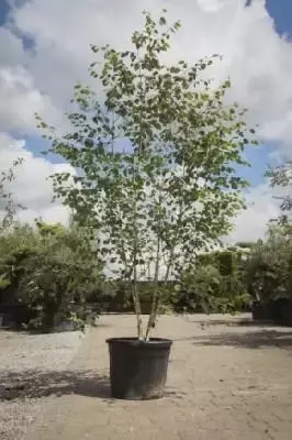 BETULA utilis jacquemontii 'Doorenbos'
