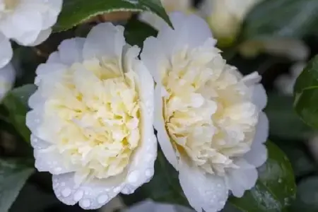 CAMELLIA japonica 'Brushfields Yellow' - image 2