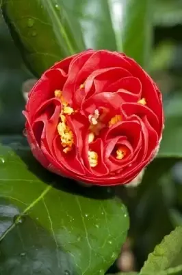 CAMELLIA japonica 'Lady Campbell' - image 2