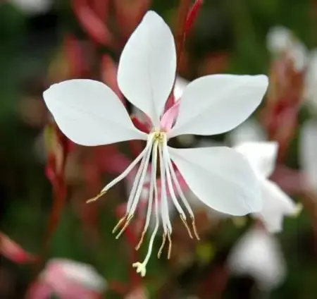 GAURA lindheimeri 'Whirling Butterflies'