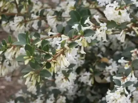 OSMANTHUS delavayi - image 1