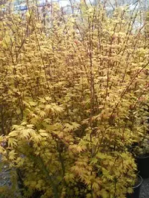 ACER palmatum 'Orange Dream' - image 9