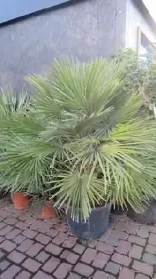 CHAMAEROPS humilis