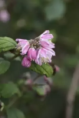 DEUTZIA 'Tourbillon Rouge'