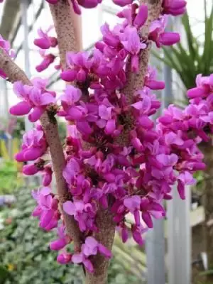 CERCIS chinensis 'Avondale'