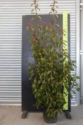 PHOTINIA x fraseri 'Red Robin'