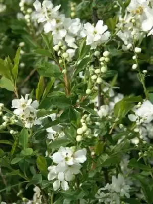 EXOCHORDA x macrantha 'The Bride'