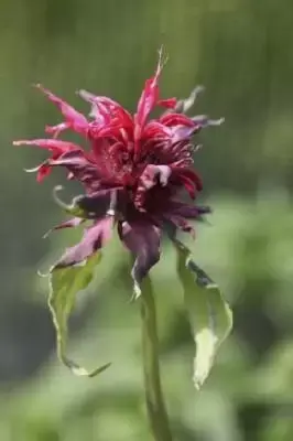 MONARDA 'Cambridge Scarlet'