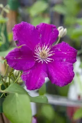 CLEMATIS 'Ernest Markham'