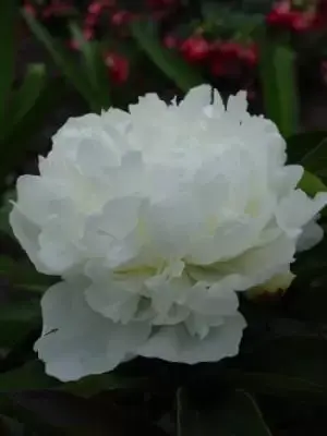 PAEONIA lactiflora 'Duchess de Nemours' - image 1