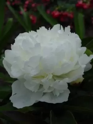PAEONIA lactiflora 'Duchess de Nemours'