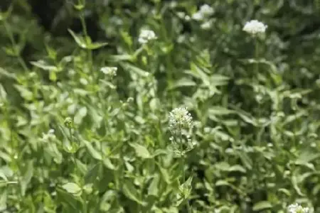 CENTRANTHUS ruber 'Albus'