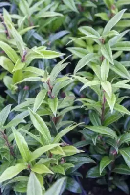 SARCOCOCCA hookeriana 'Winter Gem' - image 3