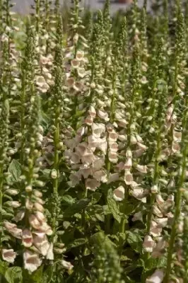 DIGITALIS purpurea 'Suttons Apricot' - image 1