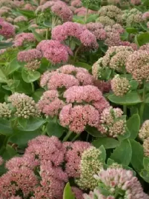 HYLOTELEPHIUM 'Herbstfreude' (Autumn Joy)