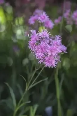 SILENE flos-cuculi 'Jenny'