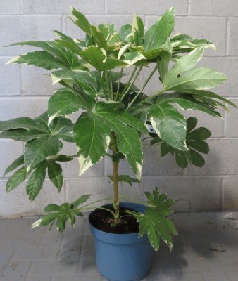 FATSIA japonica 'Variegata' - image 2