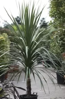 CORDYLINE australis