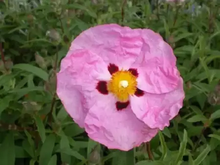 CISTUS x purpureus