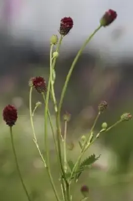 SANGUISORBA 'Tanna' - image 1