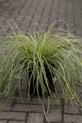 CAREX oshimensis 'Evergold' - image 2