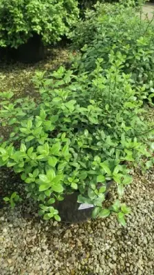 PITTOSPORUM tenuifolium 'Golf Ball' - image 3
