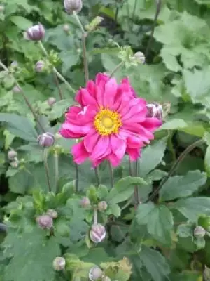 ANEMONE x hybrida 'Bressingham Glow'