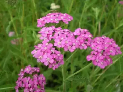 ACHILLEA millefolium 'Lilac Beauty'