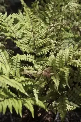 ATHYRIUM otophorum okanum