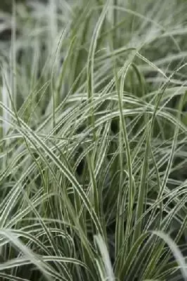CAREX oshimensis 'Everest' - image 1