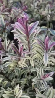 VERONICA 'Heartbreaker'