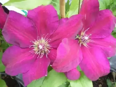 CLEMATIS 'Westerplatte'