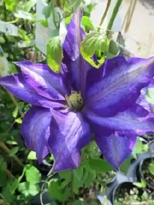 CLEMATIS 'Daniel Deronda'