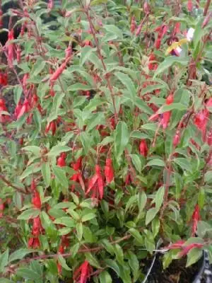 FUCHSIA magellanica gracilis