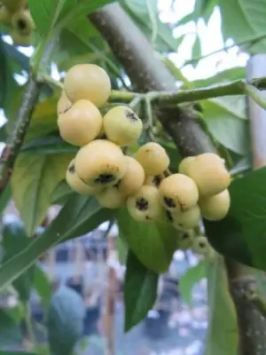 COTONEASTER 'Rothschildianus'