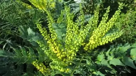 MAHONIA x media 'Winter Sun'