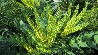 MAHONIA x media 'Winter Sun'