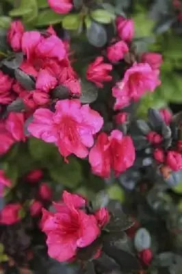 AZALEA 'Johanna' - image 1