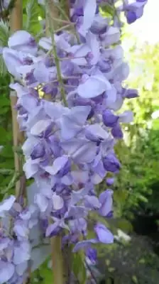 WISTERIA 'Caroline' - image 1