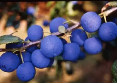 Prunus insititia 'Shropshire Prune' (Damson)