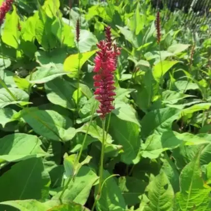 BISTORTA amplexicaulis 'Taurus'